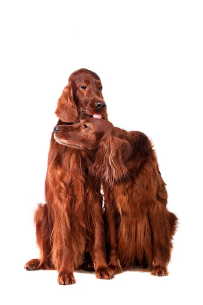 Two Irish Red Setters on white — Stock Photo, Image