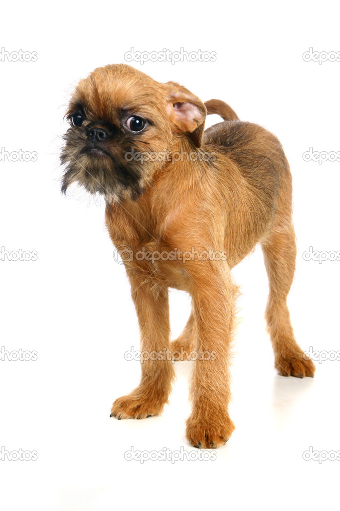 Griffon Bruxellois Puppy On White Stock Photo Image By C Farinosa 49385737