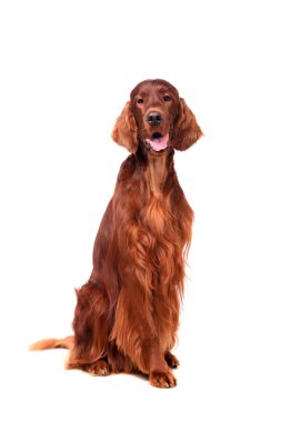 beyaz zemin üzerine İrlandalı red setter