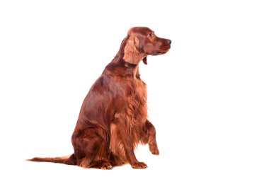 beyaz zemin üzerine İrlandalı red setter