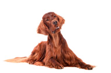 beyaz zemin üzerine İrlandalı red setter