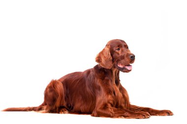 beyaz zemin üzerine İrlandalı red setter