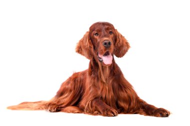 beyaz zemin üzerine İrlandalı red setter