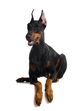 Beyaz üstüne siyah doberman portresi