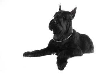 Beyaz üstüne siyah dev schnauzer