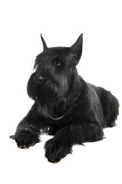 Beyaz üstüne siyah dev schnauzer