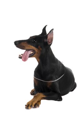 Beyaz üstüne siyah doberman portresi