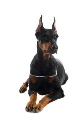 Beyaz üstüne siyah doberman portresi