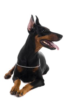 Beyaz üstüne siyah doberman portresi