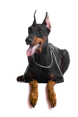 Beyaz üstüne siyah doberman portresi