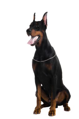 Beyaz üstüne siyah doberman portresi