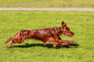 İrlandalı setter çalışan