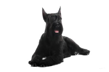 Beyaz üstüne siyah dev schnauzer