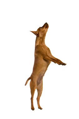 Beyaz maliyetlerinde bacaksız pinscher