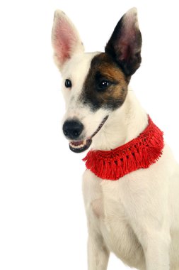 beyaz düz saçlı tilki korkunç beyaz