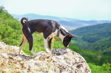 alçaklık kalın üzerinde dağ manzarası