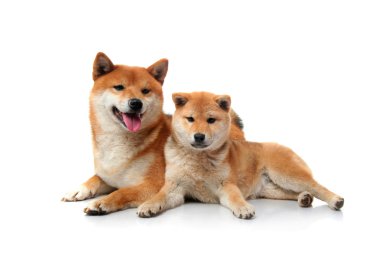 shiba Inu alkol beyaz