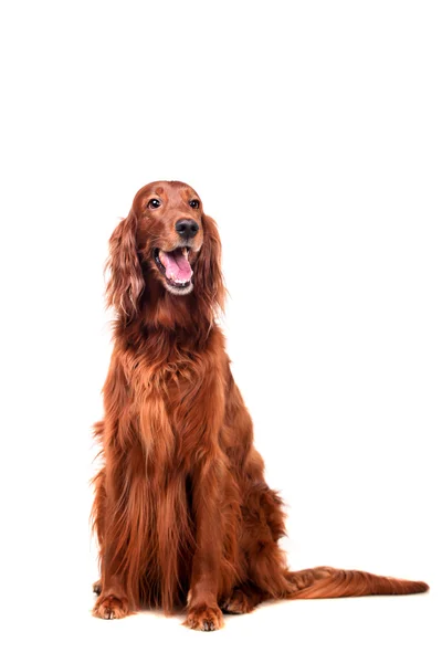 beyaz zemin üzerine İrlandalı red setter