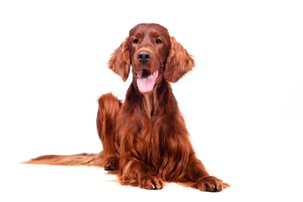 beyaz zemin üzerine İrlandalı red setter