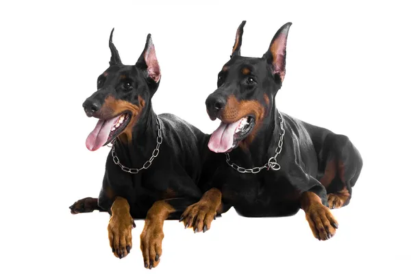 Two black dobermans on white — Stock Photo, Image