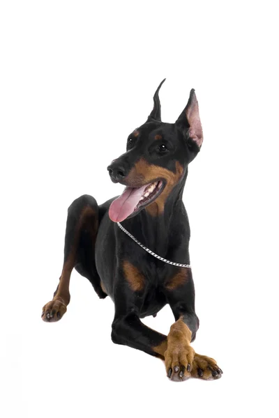 Porträt eines schwarzen Dobermanns auf Weiß — Stockfoto