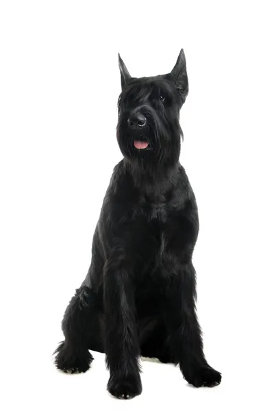 Giant schnauzer μαύρο σε λευκό — Φωτογραφία Αρχείου