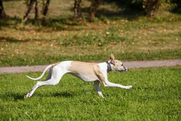 Собака-віскі біжить у полі — стокове фото
