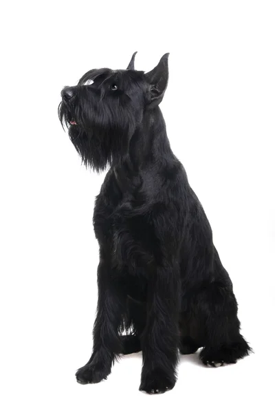 Schnauzer negro gigante sobre blanco —  Fotos de Stock