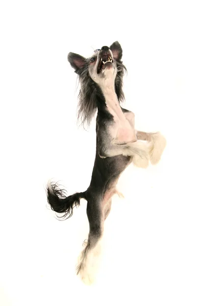 中国冠毛犬狗-毛白色衬底上 — 图库照片