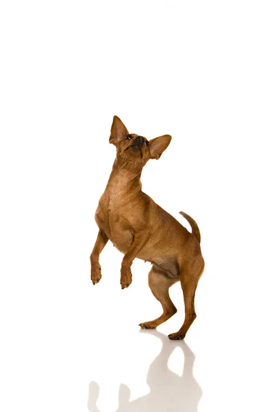 Dwarfish pinscher costs on white — Stock Photo, Image