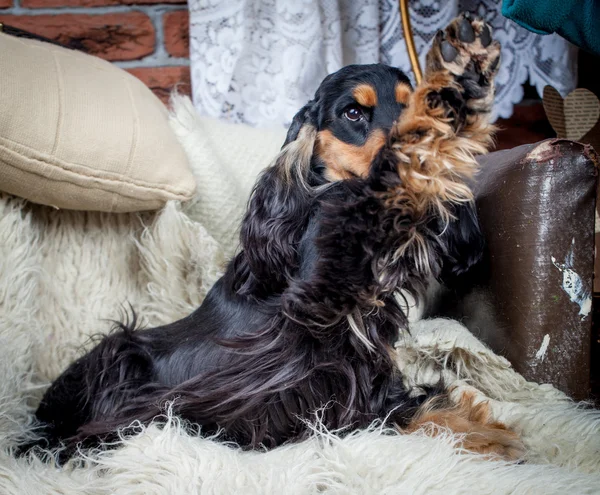 Renrasig engelsk cocker spaniel — Stockfoto