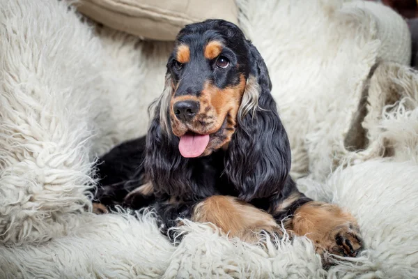 Renrasig engelsk cocker spaniel — Stockfoto