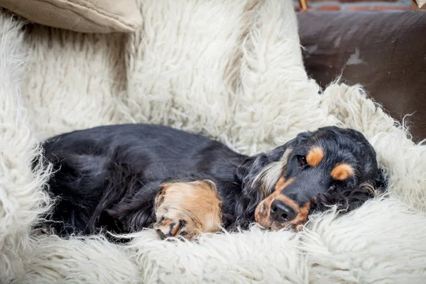 Renrasig engelsk cocker spaniel — Stockfoto