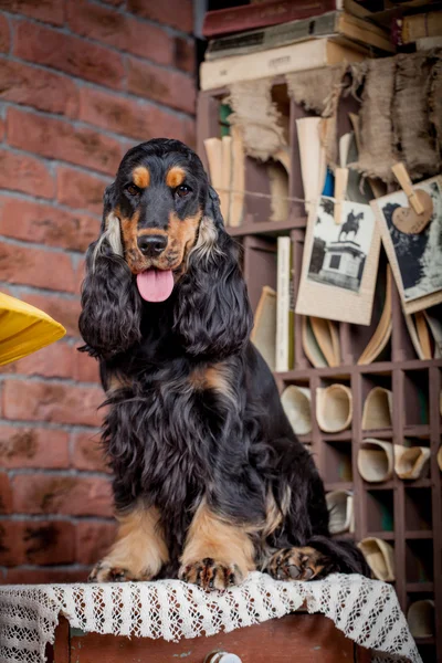 Inglês puro cocker spaniel — Fotografia de Stock