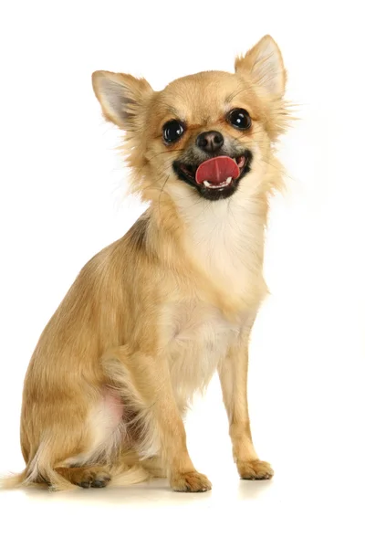 Chihuahua op witte achtergrond — Stockfoto