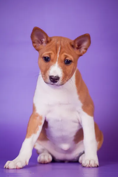 Lila zemin üzerine alçaklık köpek yavrusu — Stok fotoğraf