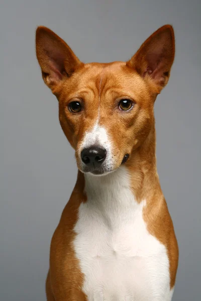 Portret van een basenji hond — Stockfoto