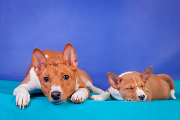 Little basenji puppy with mother on blue — Stock Photo, Image