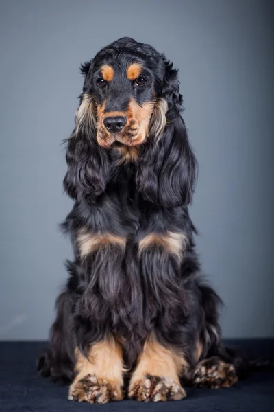 Purebred english cocker in a studio — Stock Photo, Image