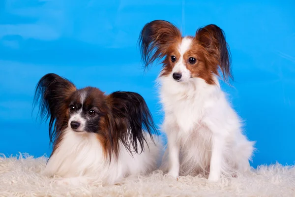 Papillons on blue background — Stock Photo, Image