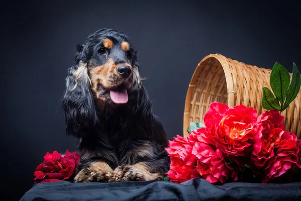 Čistokrevná anglický kokršpaněl — Stock fotografie