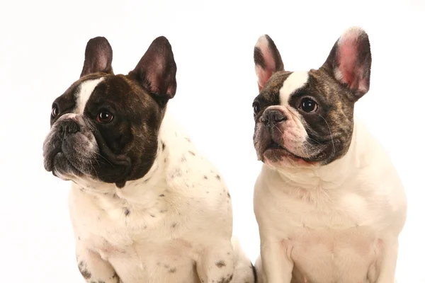 Two French Bulldogs on white background — Stock Photo, Image