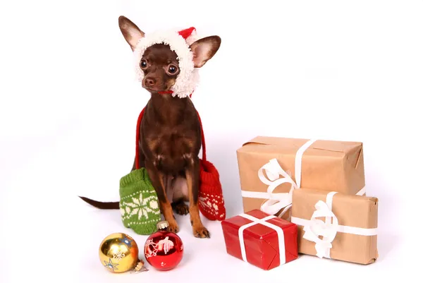 Terrier de brinquedo russo em branco — Fotografia de Stock