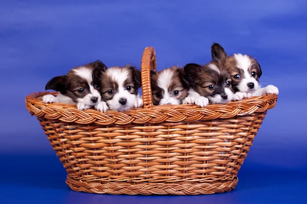 Cinco Cachorros Papillon en canasta en azul —  Fotos de Stock