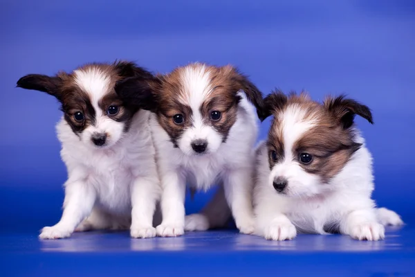 Три щенка-папиллона на синем фоне — стоковое фото