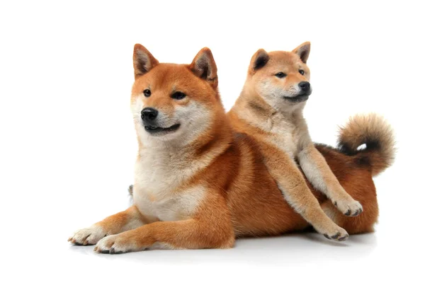 Dois cães shiba inu em branco — Fotografia de Stock