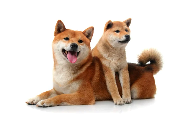 Two shiba inu dogs on white — Stock Photo, Image
