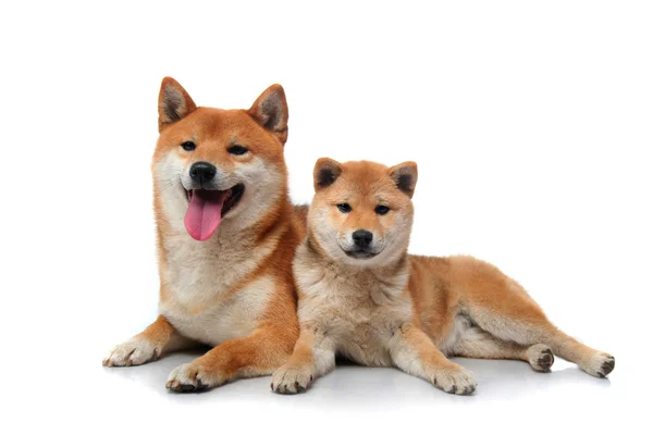 Dois cães shiba inu em branco — Fotografia de Stock