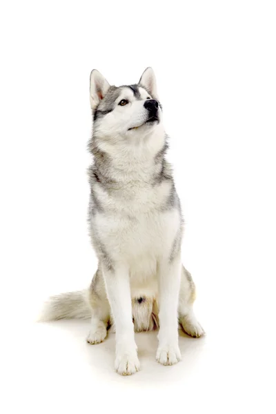 Siberian husky på vit — Stockfoto