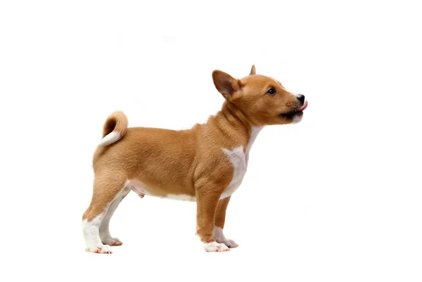 Liten basenji valp på vit — Stockfoto